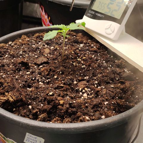 1/4 cali hash plant (piccola) growlog timeline photo