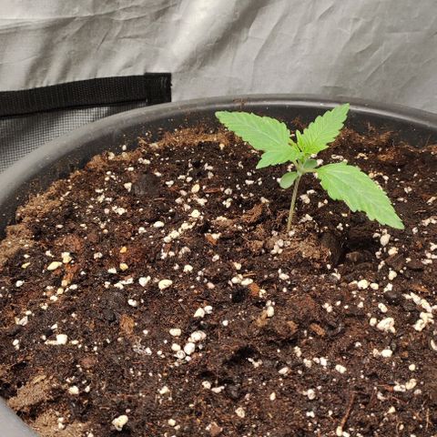 4/4 super Lemon Haze (sativa) growlog timeline photo