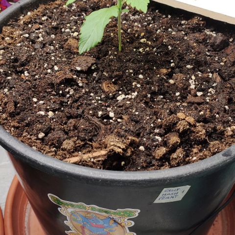 1/4 cali hash plant (piccola) growlog timeline photo