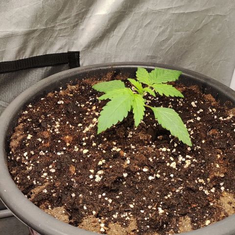 4/4 super Lemon Haze (sativa) growlog timeline photo