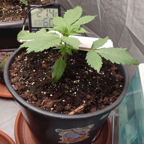 1/4 cali hash plant (piccola) growlog timeline photo