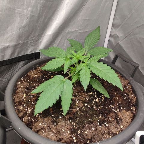 4/4 super Lemon Haze (sativa) growlog timeline photo