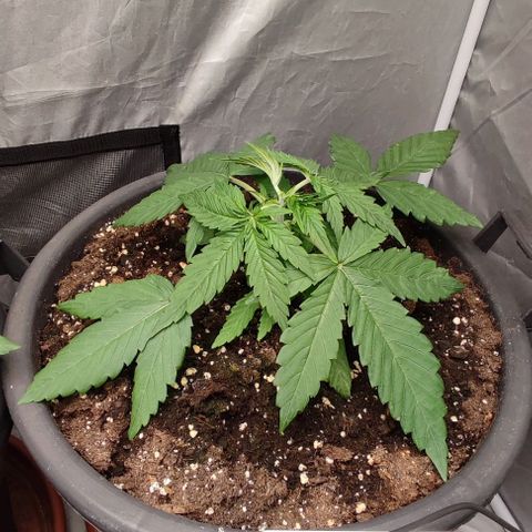 4/4 super Lemon Haze (sativa) growlog timeline photo