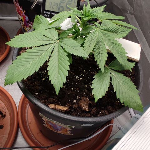 1/4 cali hash plant (piccola) growlog timeline photo