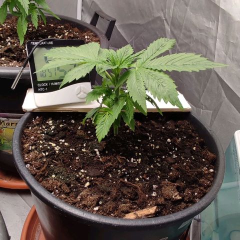 1/4 cali hash plant (piccola) growlog timeline photo