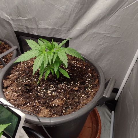4/4 super Lemon Haze (sativa) growlog timeline photo