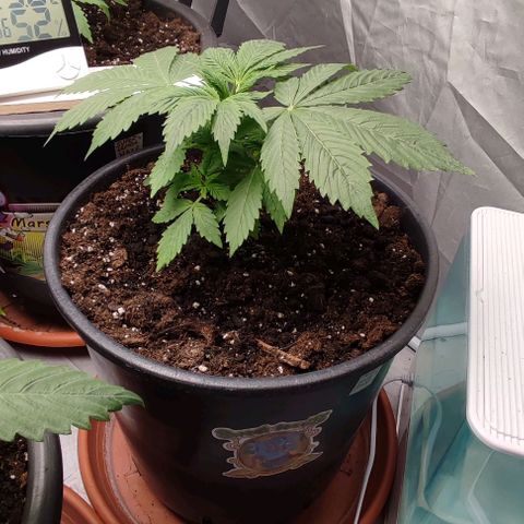 1/4 cali hash plant (piccola) growlog timeline photo