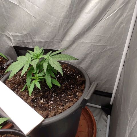 4/4 super Lemon Haze (sativa) growlog timeline photo