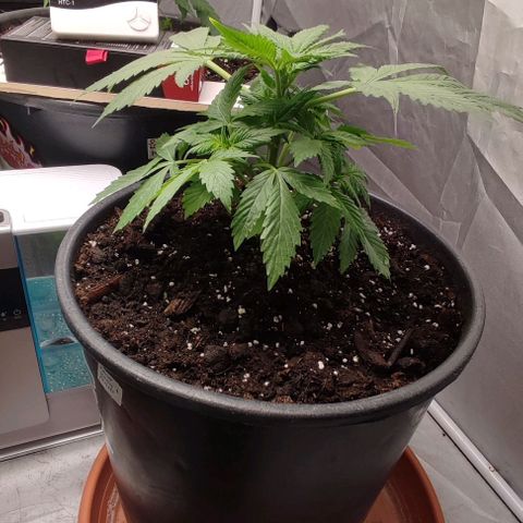 1/4 cali hash plant (piccola) growlog timeline photo
