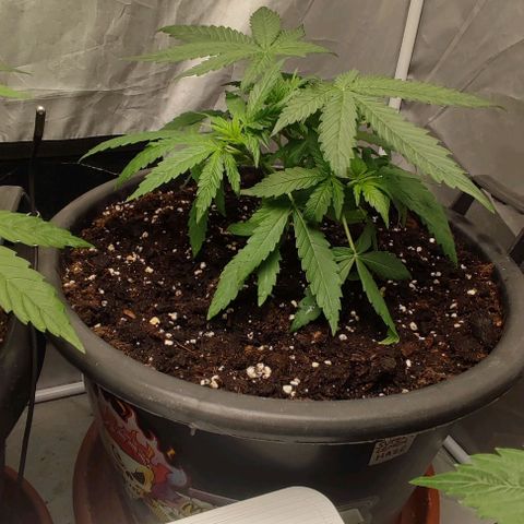 4/4 super Lemon Haze (sativa) growlog timeline photo