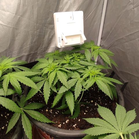 4/4 super Lemon Haze (sativa) growlog timeline photo