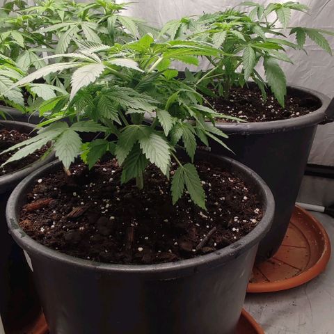 1/4 cali hash plant (piccola) growlog timeline photo