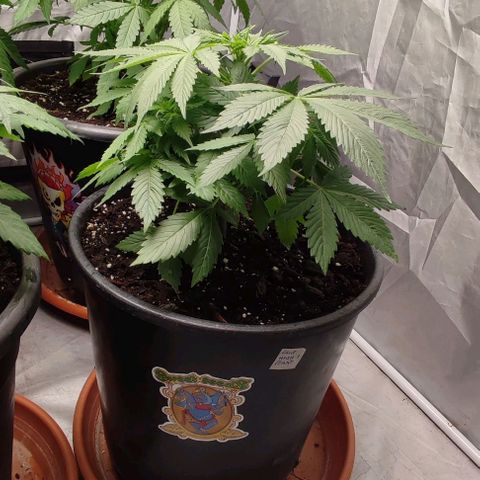 1/4 cali hash plant (piccola) growlog timeline photo