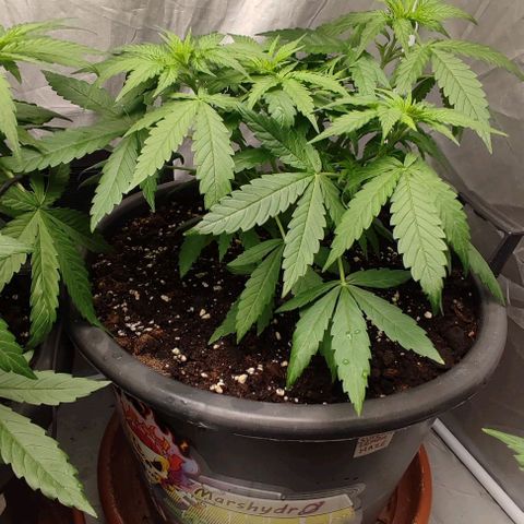 4/4 super Lemon Haze (sativa) growlog timeline photo