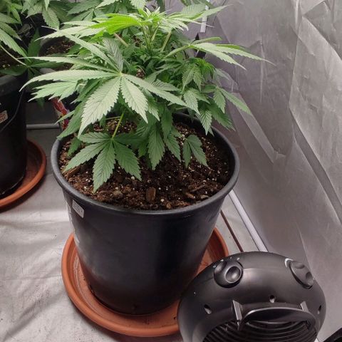 1/4 cali hash plant (piccola) growlog photo: Defogliazione 