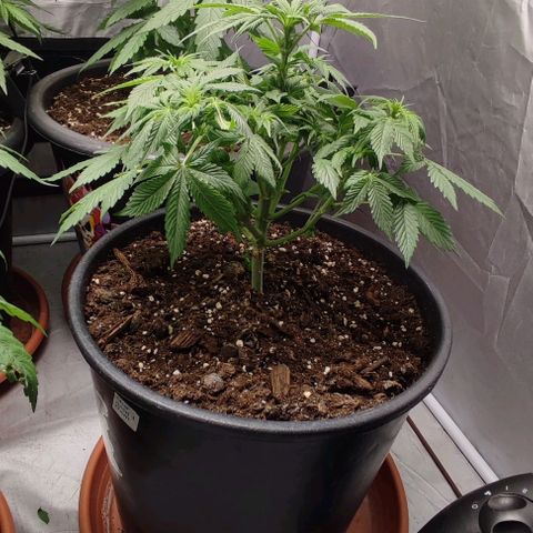 1/4 cali hash plant (piccola) growlog photo: Defogliazione 
