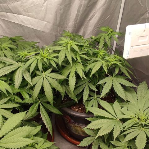 4/4 super Lemon Haze (sativa) growlog photo: Defogliazione