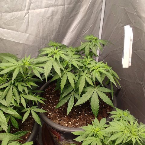 4/4 super Lemon Haze (sativa) growlog photo: Defogliazione