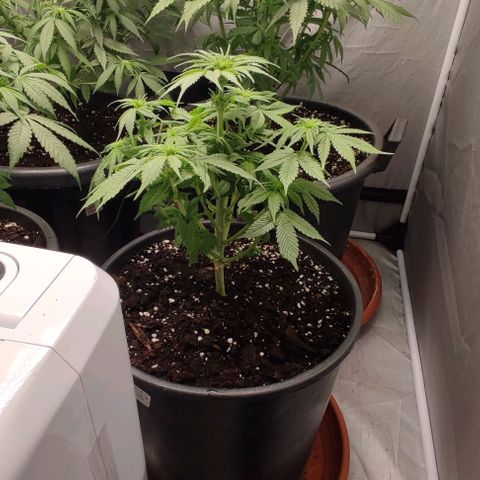 1/4 cali hash plant (piccola) growlog timeline photo