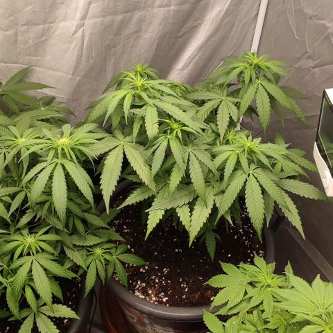 4/4 super Lemon Haze (sativa) growlog timeline photo