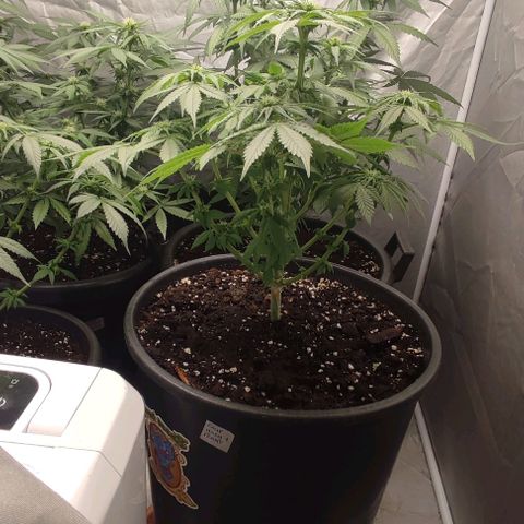 1/4 cali hash plant (piccola) growlog timeline photo