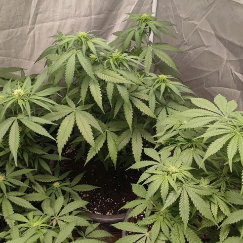 4/4 super Lemon Haze (sativa) growlog timeline photo
