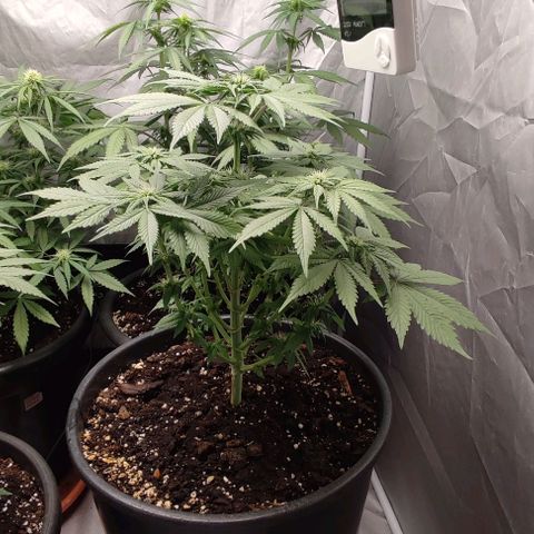 1/4 cali hash plant (piccola) growlog timeline photo