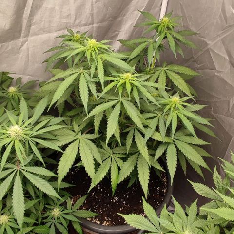 4/4 super Lemon Haze (sativa) growlog timeline photo