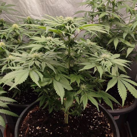 1/4 cali hash plant (piccola) growlog timeline photo