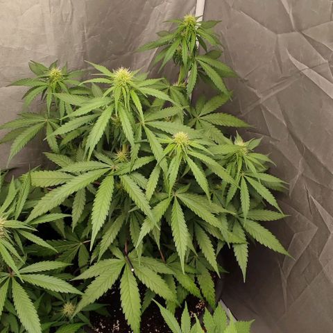 4/4 super Lemon Haze (sativa) growlog timeline photo