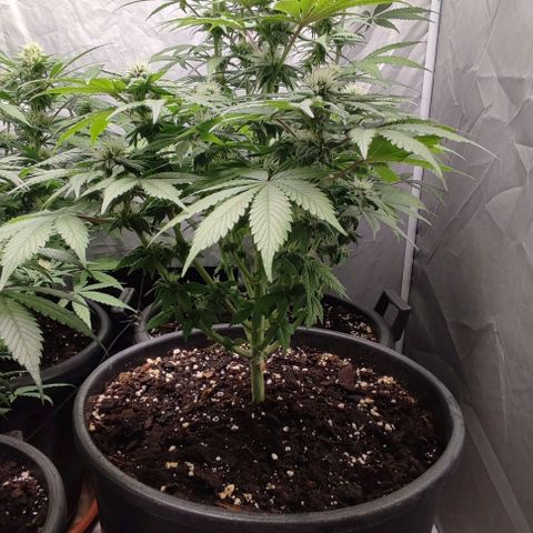 1/4 cali hash plant (piccola) growlog timeline photo