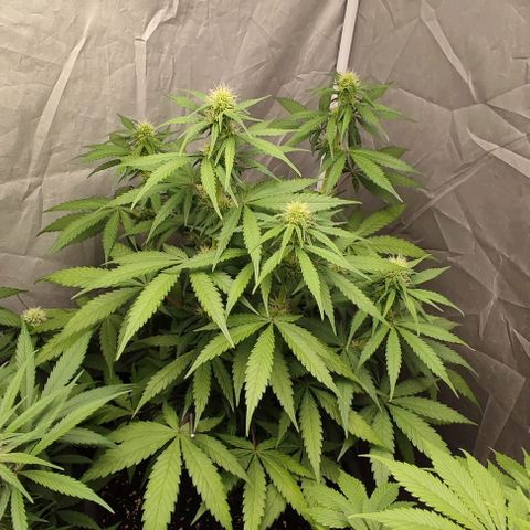 4/4 super Lemon Haze (sativa) growlog timeline photo