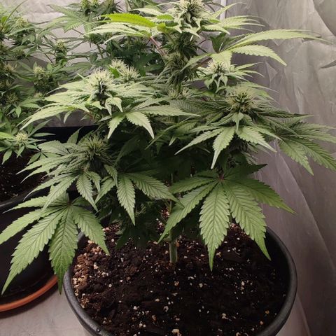 1/4 cali hash plant (piccola) growlog timeline photo