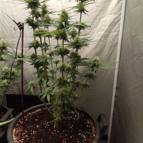 4/4 super Lemon Haze (sativa) growlog timeline photo