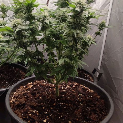 1/4 cali hash plant (piccola) growlog timeline photo