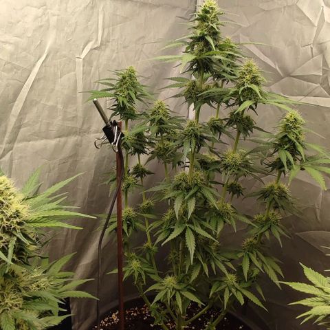 4/4 super Lemon Haze (sativa) growlog timeline photo