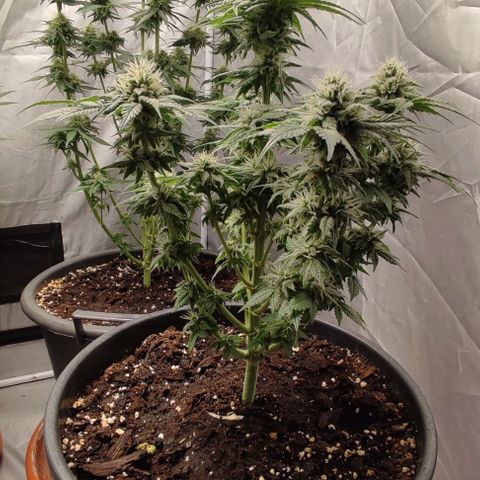 1/4 cali hash plant (piccola) growlog timeline photo
