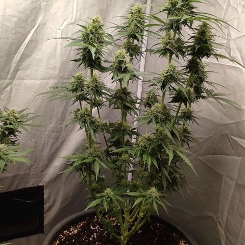 4/4 super Lemon Haze (sativa) growlog timeline photo