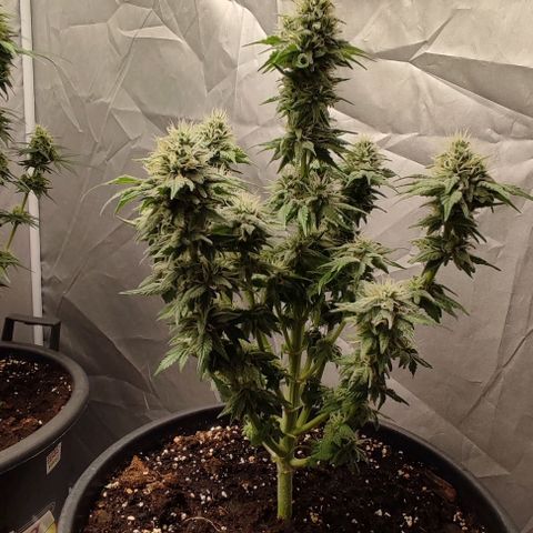 1/4 cali hash plant (piccola) growlog timeline photo