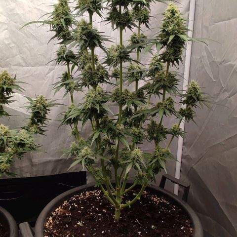 4/4 super Lemon Haze (sativa) growlog timeline photo