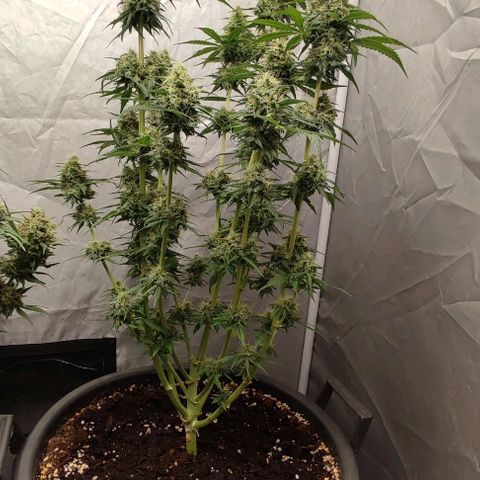 4/4 super Lemon Haze (sativa) growlog timeline photo