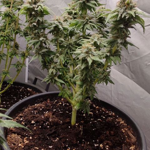 1/4 cali hash plant (piccola) growlog timeline photo