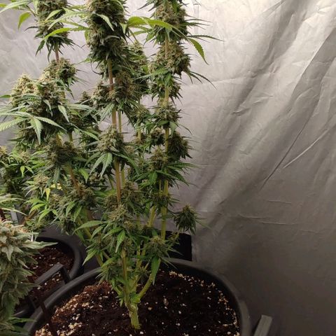 4/4 super Lemon Haze (sativa) growlog timeline photo