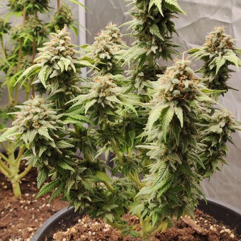 1/4 cali hash plant (piccola) growlog timeline photo