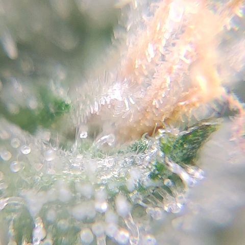 1/4 cali hash plant (piccola) growlog timeline photo