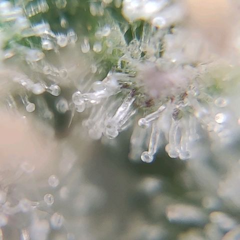 1/4 cali hash plant (piccola) growlog timeline photo