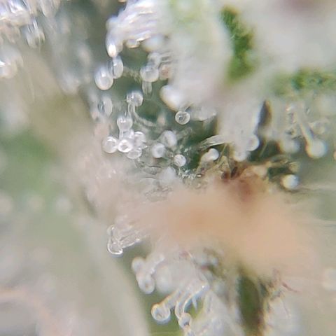 1/4 cali hash plant (piccola) growlog timeline photo
