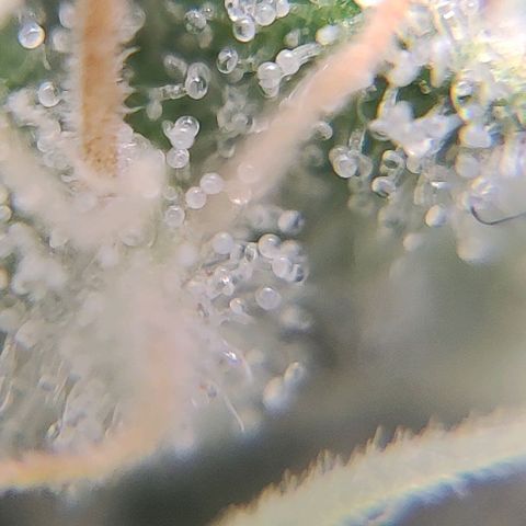 4/4 super Lemon Haze (sativa) growlog timeline photo