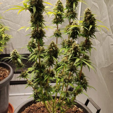 4/4 super Lemon Haze (sativa) growlog timeline photo