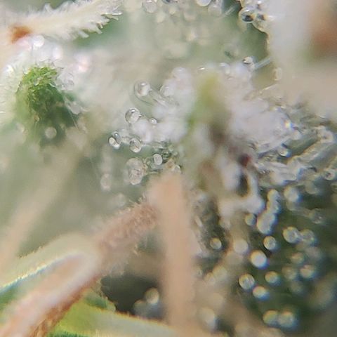 4/4 super Lemon Haze (sativa) growlog timeline photo